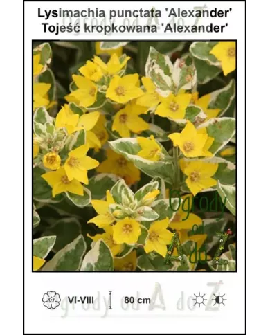 Lysimachia-punctata-Alexander