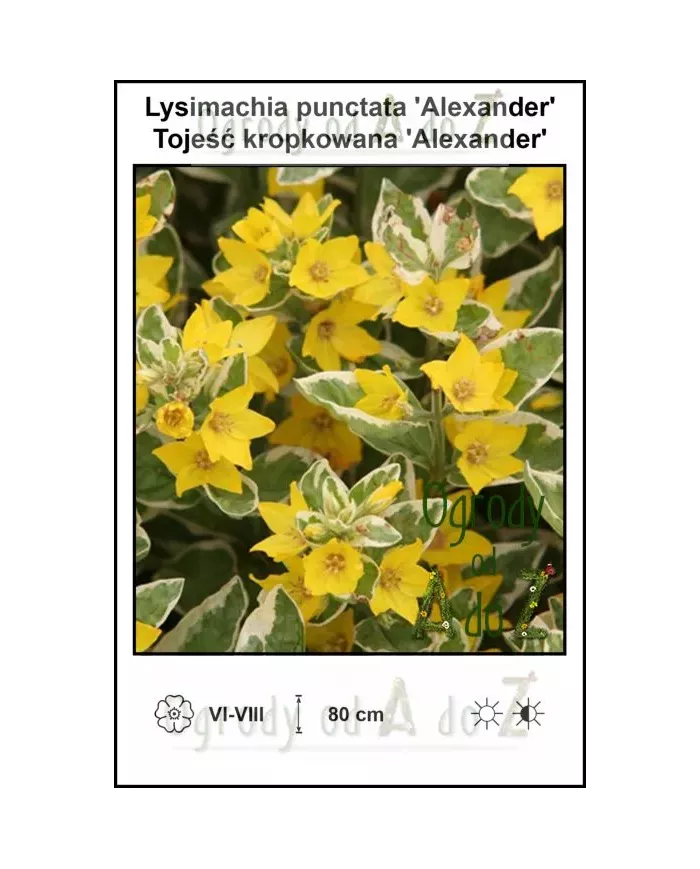 Lysimachia-punctata-Alexander