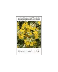 Lysimachia-punctata-Alexander