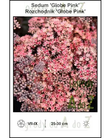 Sedum-Globe-Pink Sedum-Globe-Pink
