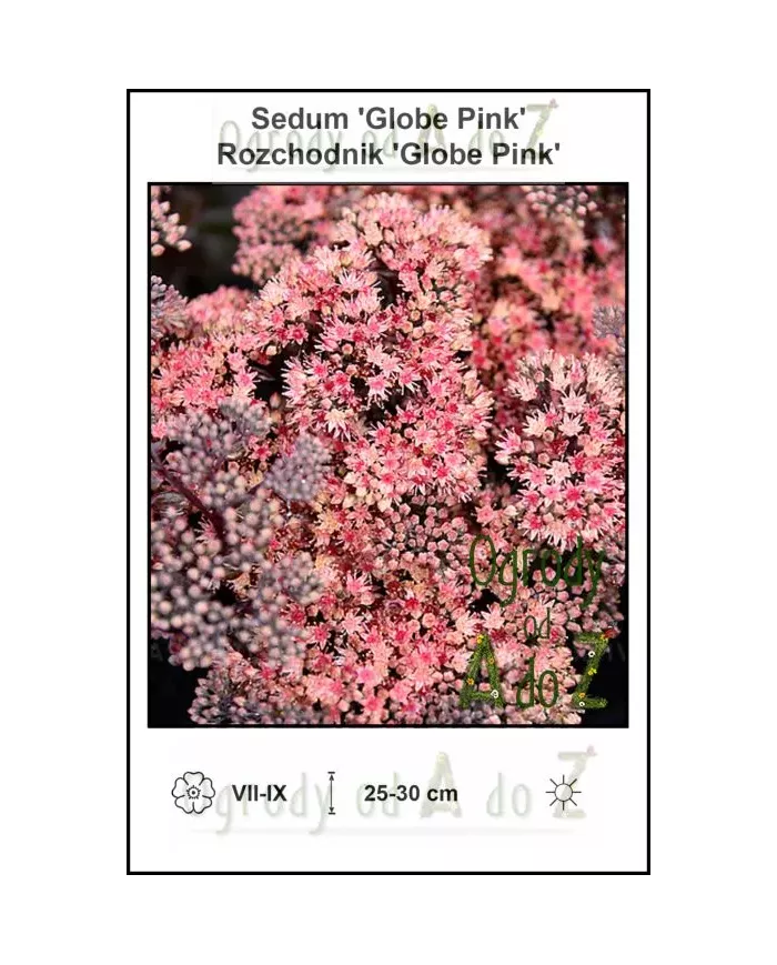 Sedum-Globe-Pink