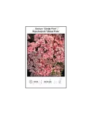 Sedum-Globe-Pink