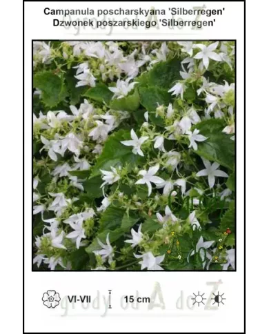 Campanula-poscharskyana-Silberregen Campanula-poscharskyana-Silberregen