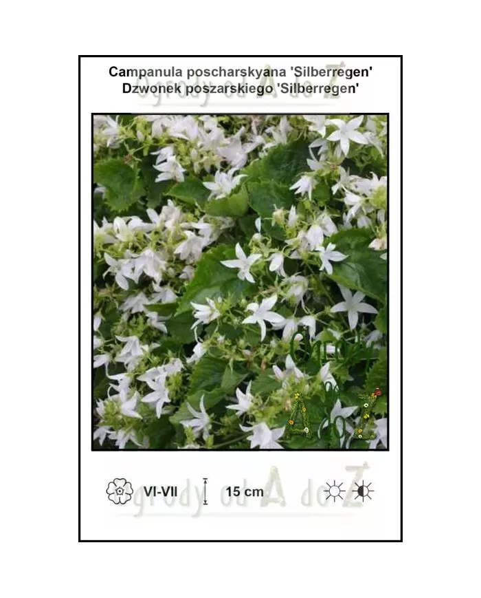 Campanula-poscharskyana-Silberregen