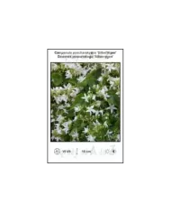 Campanula-poscharskyana-Silberregen