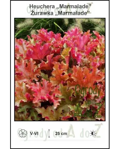 Heuchera-Marmalade.jpg Heuchera-Marmalade.jpg