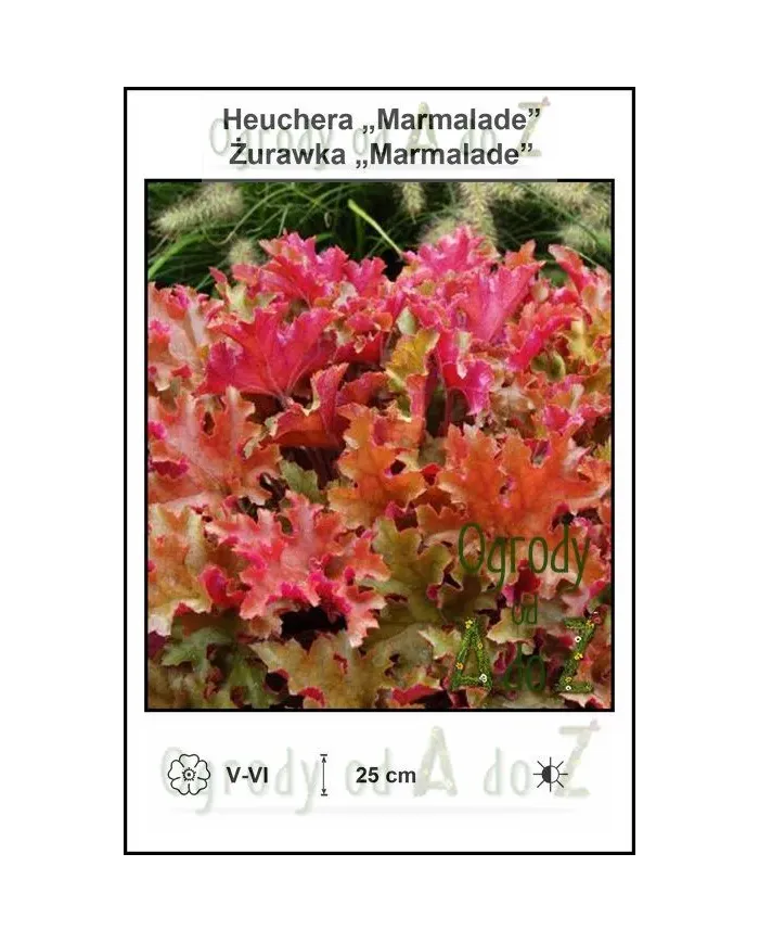 Heuchera-Marmalade.jpg Heuchera-Marmalade.jpg