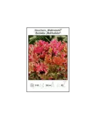 Heuchera-Marmalade.jpg Heuchera-Marmalade.jpg