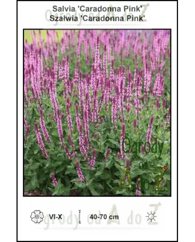 Salvia-Caradonna-Pink