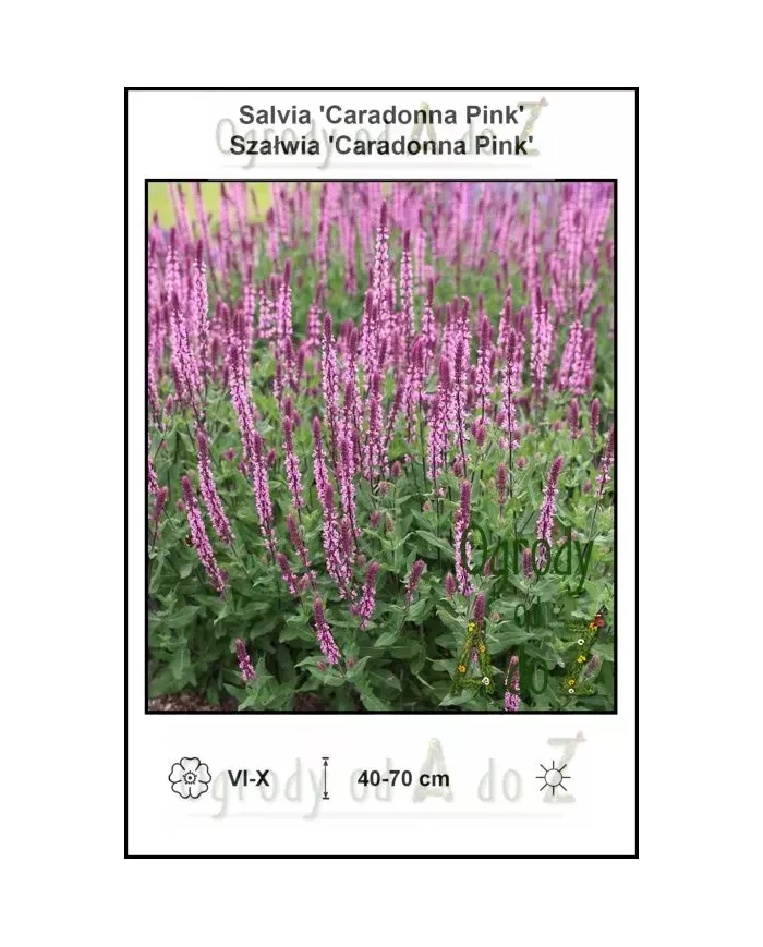 Salvia-Caradonna-Pink