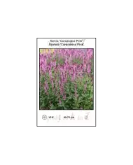 Salvia-Caradonna-Pink