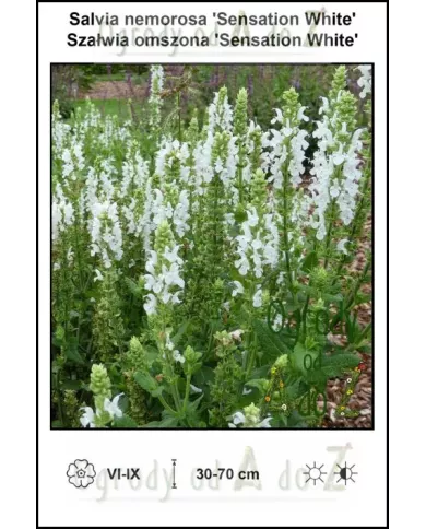 Salvia-nemorosa-Sensation-White