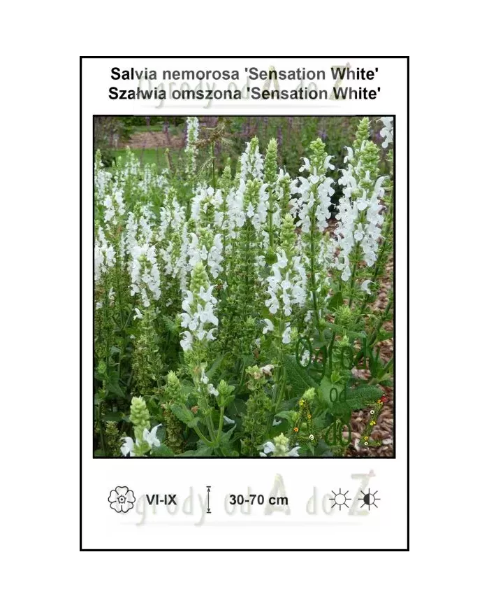 Salvia-nemorosa-Sensation-White