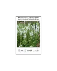 Salvia-nemorosa-Sensation-White
