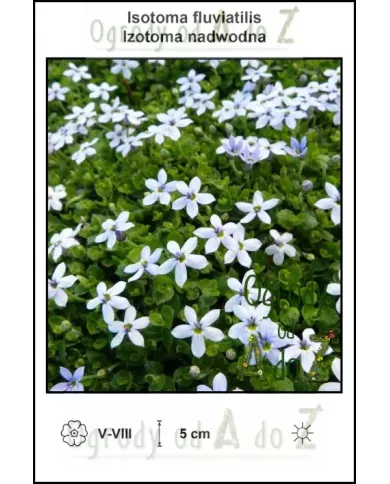 Isotoma-fluviatilis