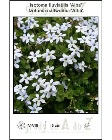 Isotoma-fluviatilis-Alba