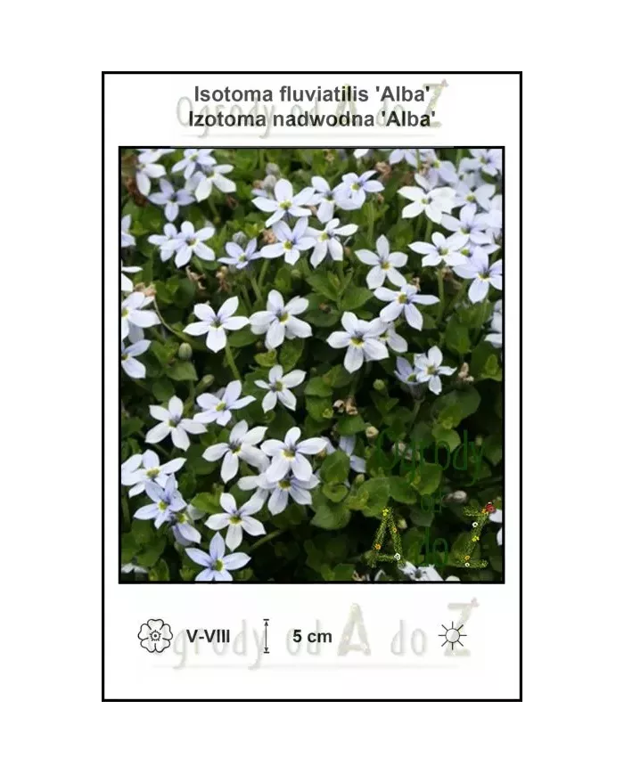 Isotoma-fluviatilis-Alba