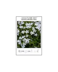 Isotoma-fluviatilis-Alba