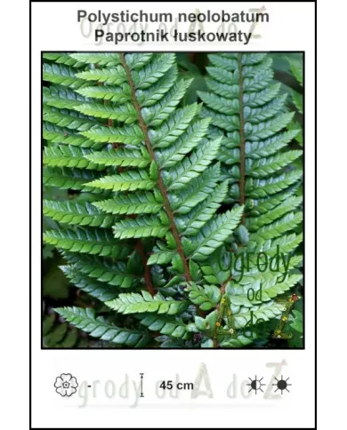 Polystichum-neolobatum