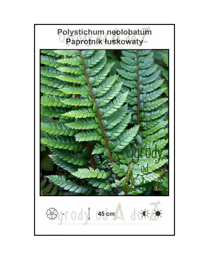 Polystichum-neolobatum