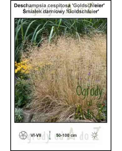 Deschampsia cespitosa 'Goldschleier' | Śmiałek darniowy - Ogrody od A do Z