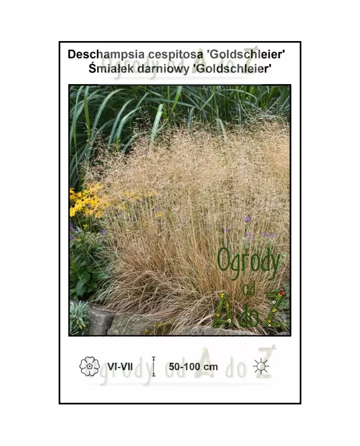 Deschampsia cespitosa 'Goldschleier' | Śmiałek darniowy - Ogrody od A do Z