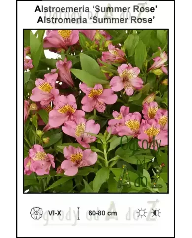 Alstroemeria-Summer-Rose Alstroemeria-Summer-Rose