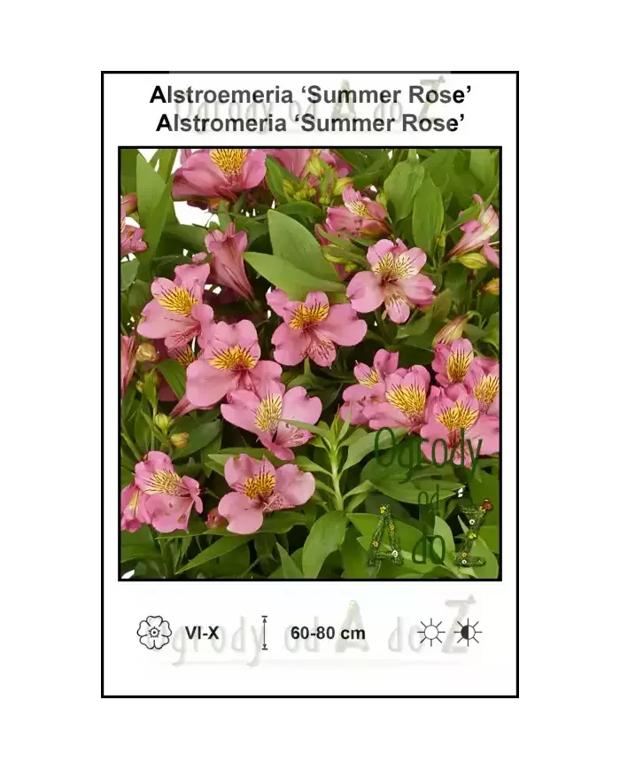 Alstroemeria-Summer-Rose