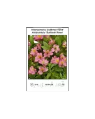 Alstroemeria-Summer-Rose