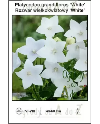 Platycodon-grandiflorus-White