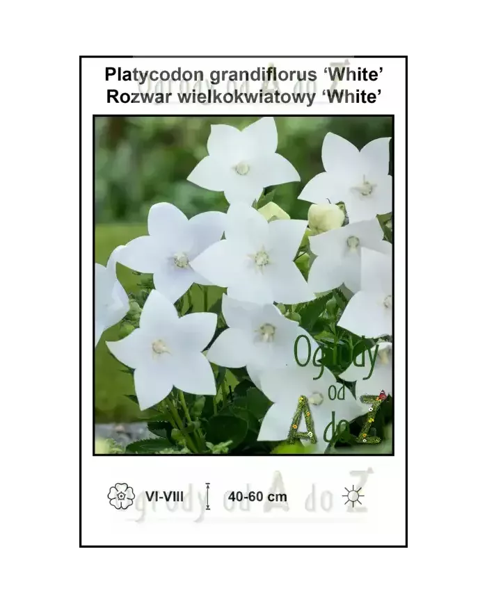 Platycodon-grandiflorus-White