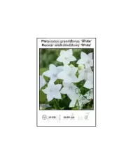 Platycodon-grandiflorus-White