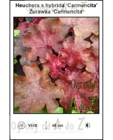 Heuchera-x-hybrida-Carmencita Heuchera-x-hybrida-Carmencita