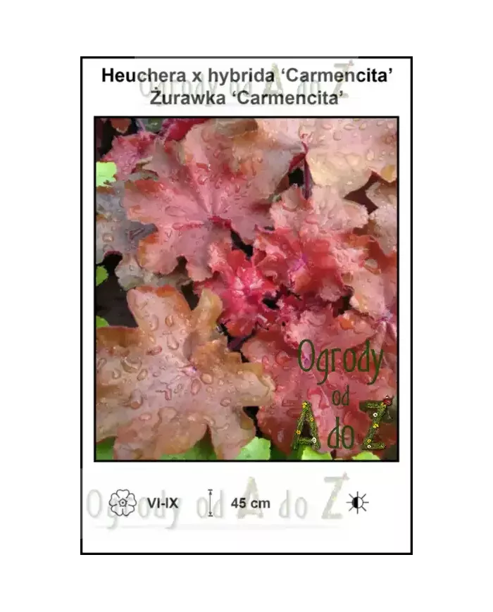 Heuchera-x-hybrida-Carmencita