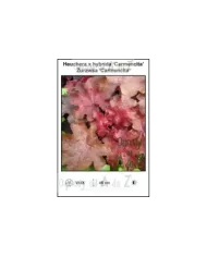 Heuchera-x-hybrida-Carmencita