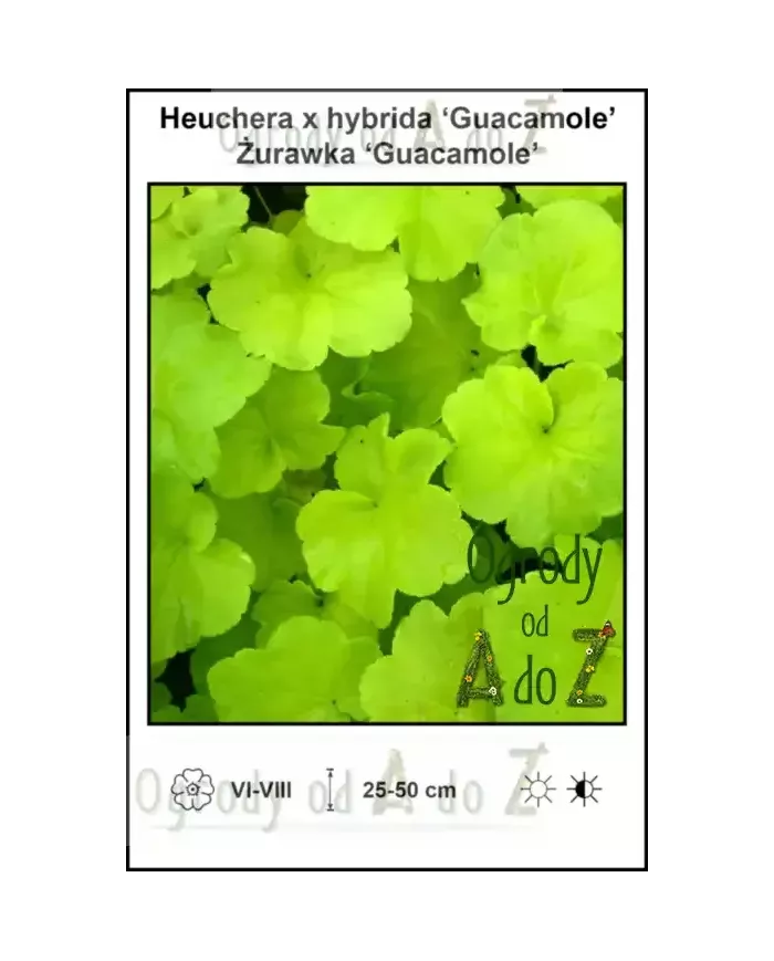 Heuchera-x-hybrida-Guacamole