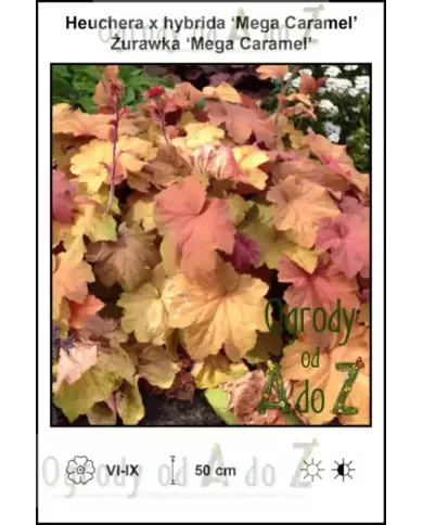 Heuchera-x-hybrida-Mega-Caramel