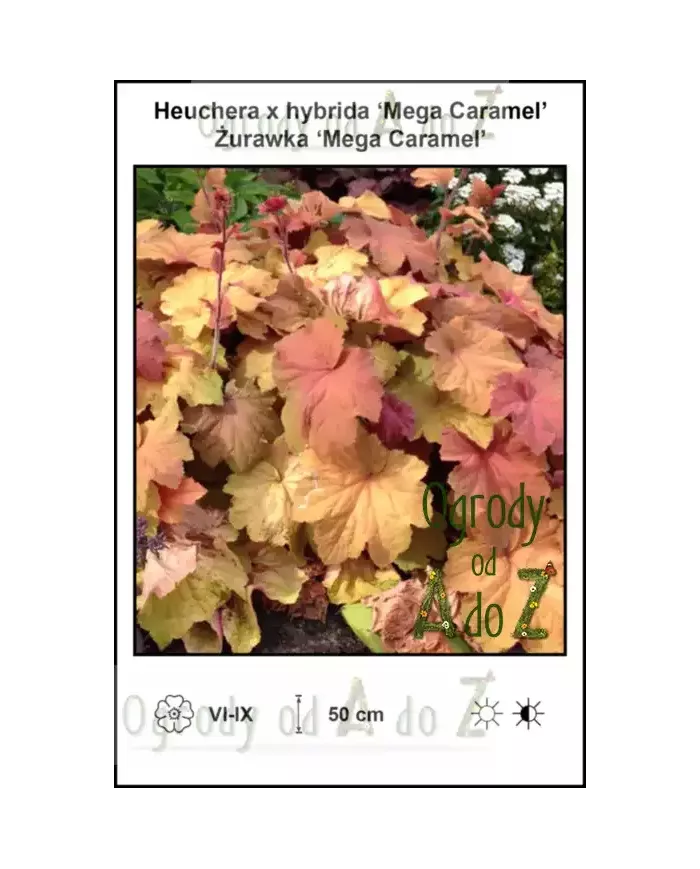 Heuchera-x-hybrida-Mega-Caramel