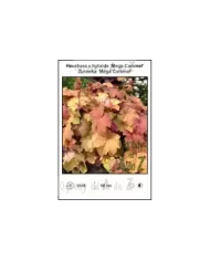 Heuchera-x-hybrida-Mega-Caramel