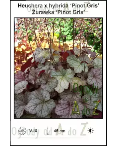 Heuchera-x-hybrida-Pinot-Gris Heuchera-x-hybrida-Pinot-Gris