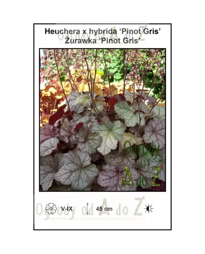 Heuchera-x-hybrida-Pinot-Gris