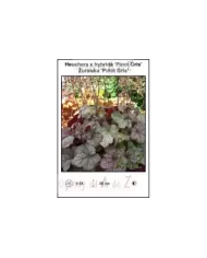 Heuchera-x-hybrida-Pinot-Gris
