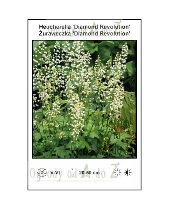Heucherella-Diamond-Revolution
