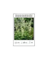 Heucherella-Diamond-Revolution