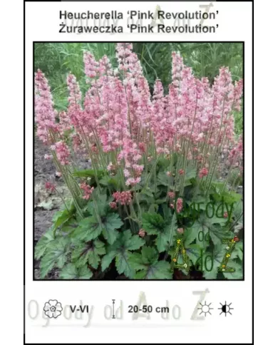 Heucherella-Pink-Revolution Heucherella-Pink-Revolution