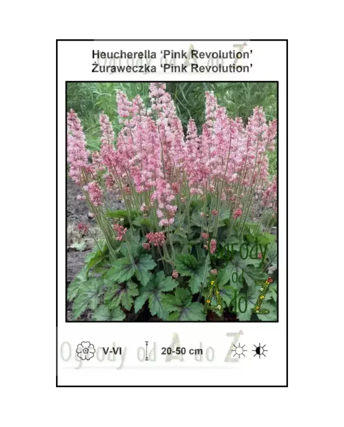 Heucherella-Pink-Revolution