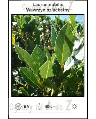 Laurus-nobilis Laurus-nobilis