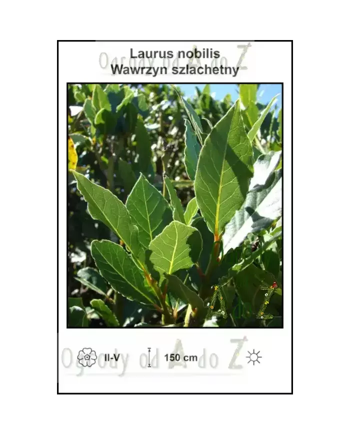 Laurus-nobilis