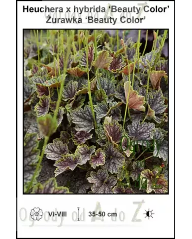 Heuchera-x-hybrida-Beauty-Color Heuchera-x-hybrida-Beauty-Color