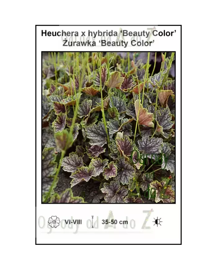 Heuchera-x-hybrida-Beauty-Color